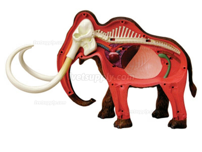 Elephant Anatomy Science And Education Assembled Model Teaching Model